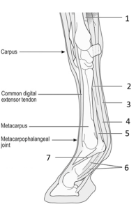 diagram of distal equine limb
