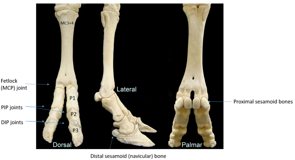Bovine Foot Anatomy – Large Animal Surgery – Supplemental Notes