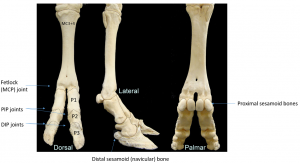 proximal phalanx bone cow