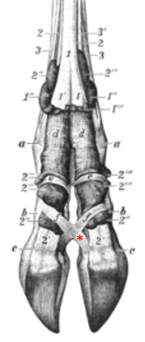 proximal phalanx bone cow