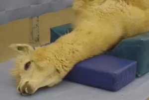 camelid positioned for anesthesia with shoulder higher than nose