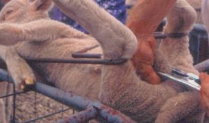 lamb being castrated by banding