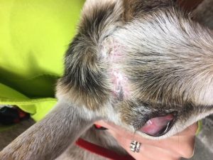 goat with exposure issues from scar tissue post disbudding