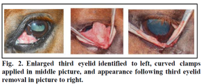 Third eyelid removal steps.Enlarged third eyelid identified to left, curved clamps applied in middle picture, and appearance following third eyelid removal in picture to right