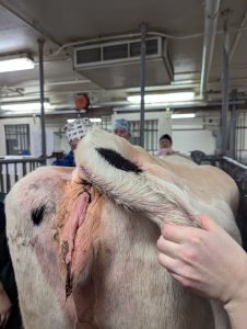 rear end of a cow showing a very clean incision line at the site of the transection