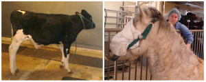 calf standing quietly on its own with halter looped around neck; pony in a pen being monitored; pony has a blindfold on