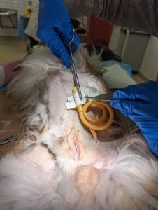 goat in dorsal recumbency, Tape placed on tube with tabs to either side. Suture passed through the tape to attach to body wall