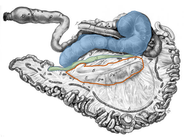 How to – Typhlotomy – Large Animal Surgery – Supplemental Notes