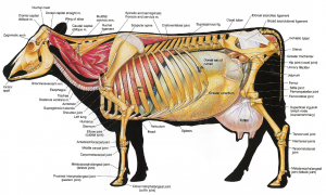 How to – Bovine Abdominal Exploratory- Left – Large Animal Surgery