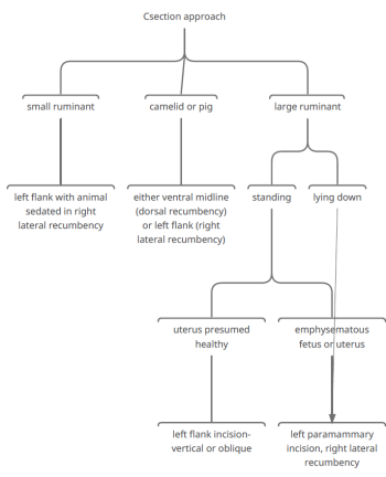 Other approaches and species – Large Animal Surgery – Supplemental Notes