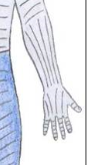 diagram of human arm and part of torso showing lines of tension