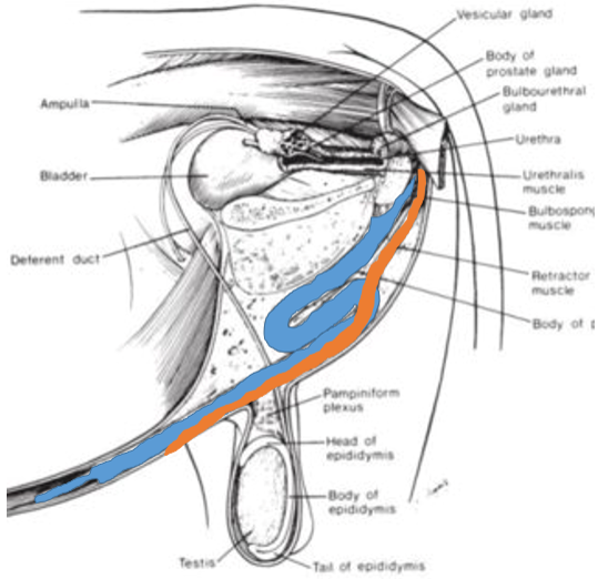 How to – Perineal urethrostomy, ruminant – Large Animal Surgery ...