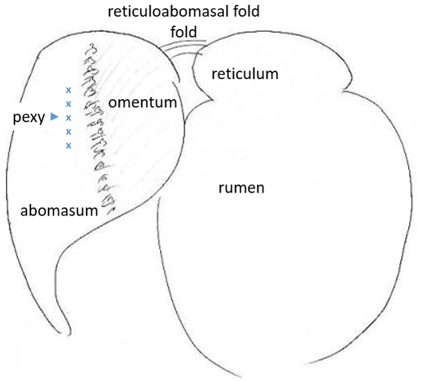How to Right paramedian abomasopexy Large Animal Surgery