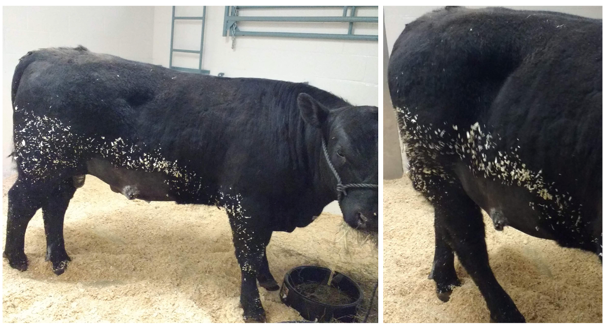 two images of bull after penile translocation surgery, image on left shows bull from side, image on right is close up of the new exit site