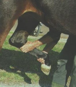 the horses hindlimb is lifted and the examiner has a hand over the medial splint bone