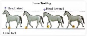 Series of pictures showing how the horse moves it head when the lame leg is weight bearing