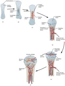 Joint anatomy and function – Large Animal Surgery – Supplemental Notes