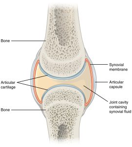 Bovine uterine prolapse - Wikipedia