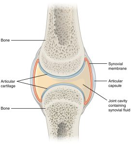 Flank (anatomy) - Wikipedia