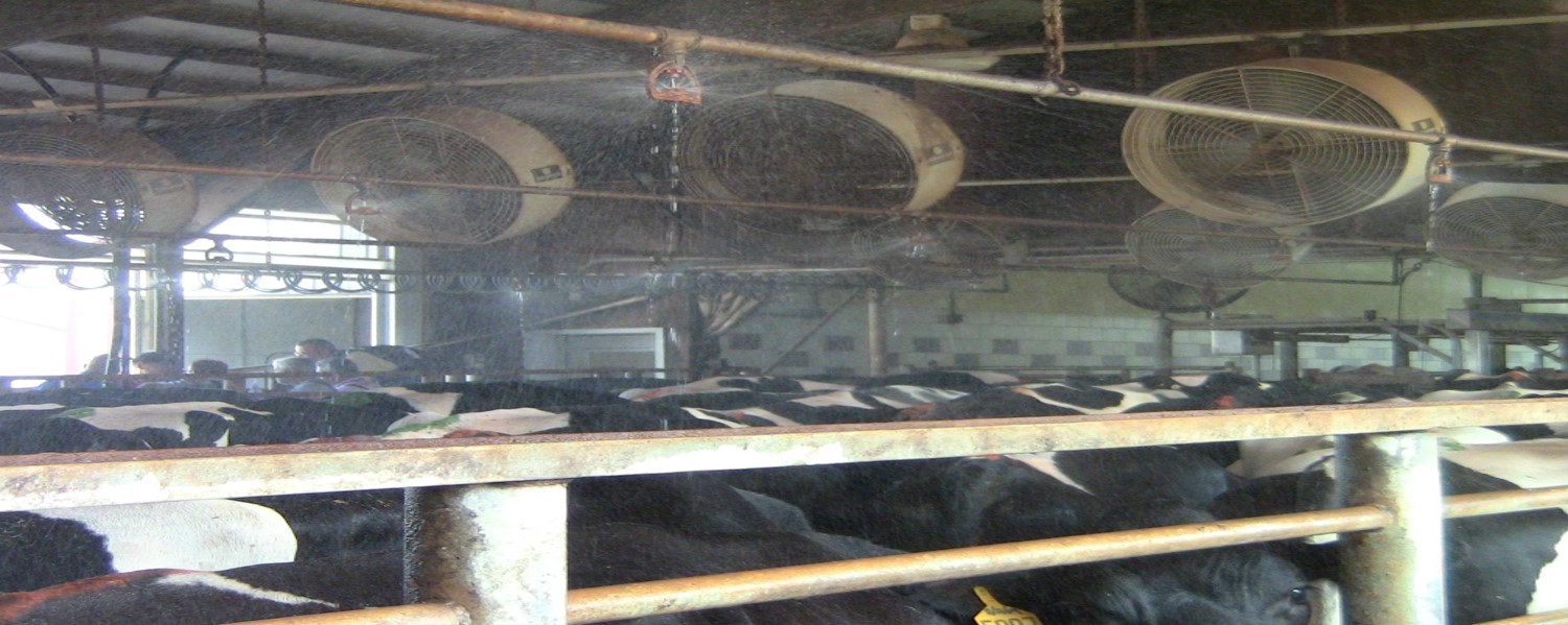 Sole ulcers Large Animal Surgery Supplemental Notes