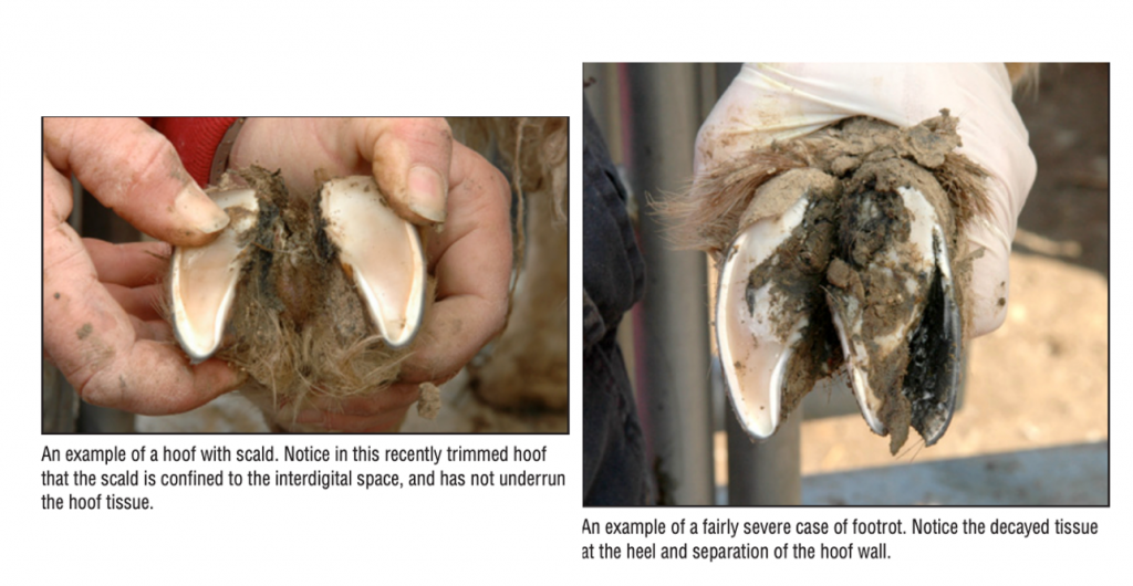 Small ruminant orthopedics Large Animal Surgery Supplemental Notes