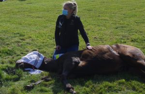 horse lying on its side with a towel over its head. veterinary student touching it from the back side