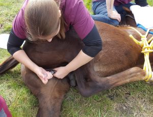 horse recumbent for castration with upper hindleg pulled forward. Local anesthetic being injected into testicle