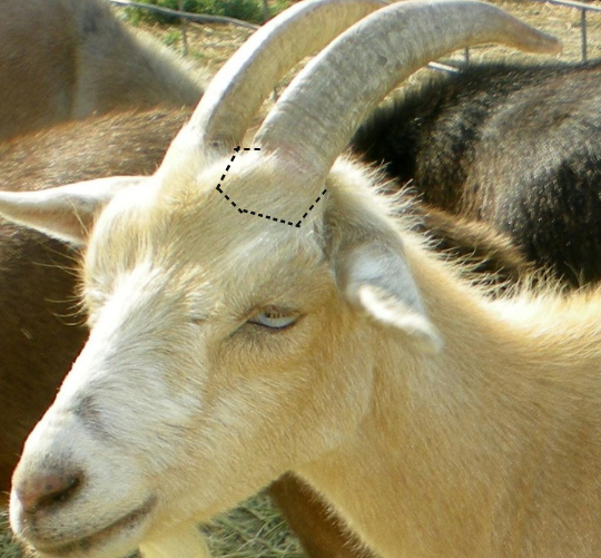 How to Surgical (cosmetic) dehorning Large Animal Surgery