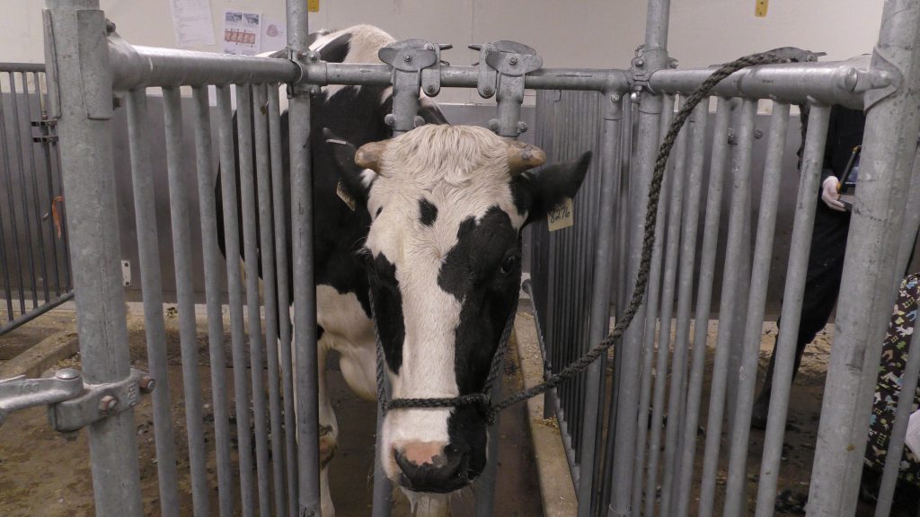 Disbudding and dehorning Large Animal Surgery Supplemental Notes