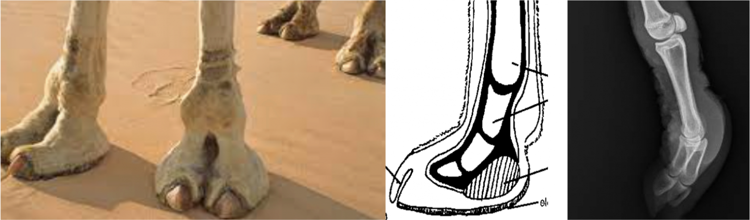 Camelid orthopedics – Large Animal Surgery – Supplemental Notes