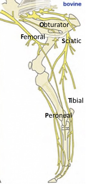 Nerve damage – Large Animal Surgery – Supplemental Notes