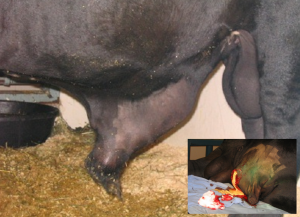 bull with penile abscess after hematoma, inset shows abscess fluid