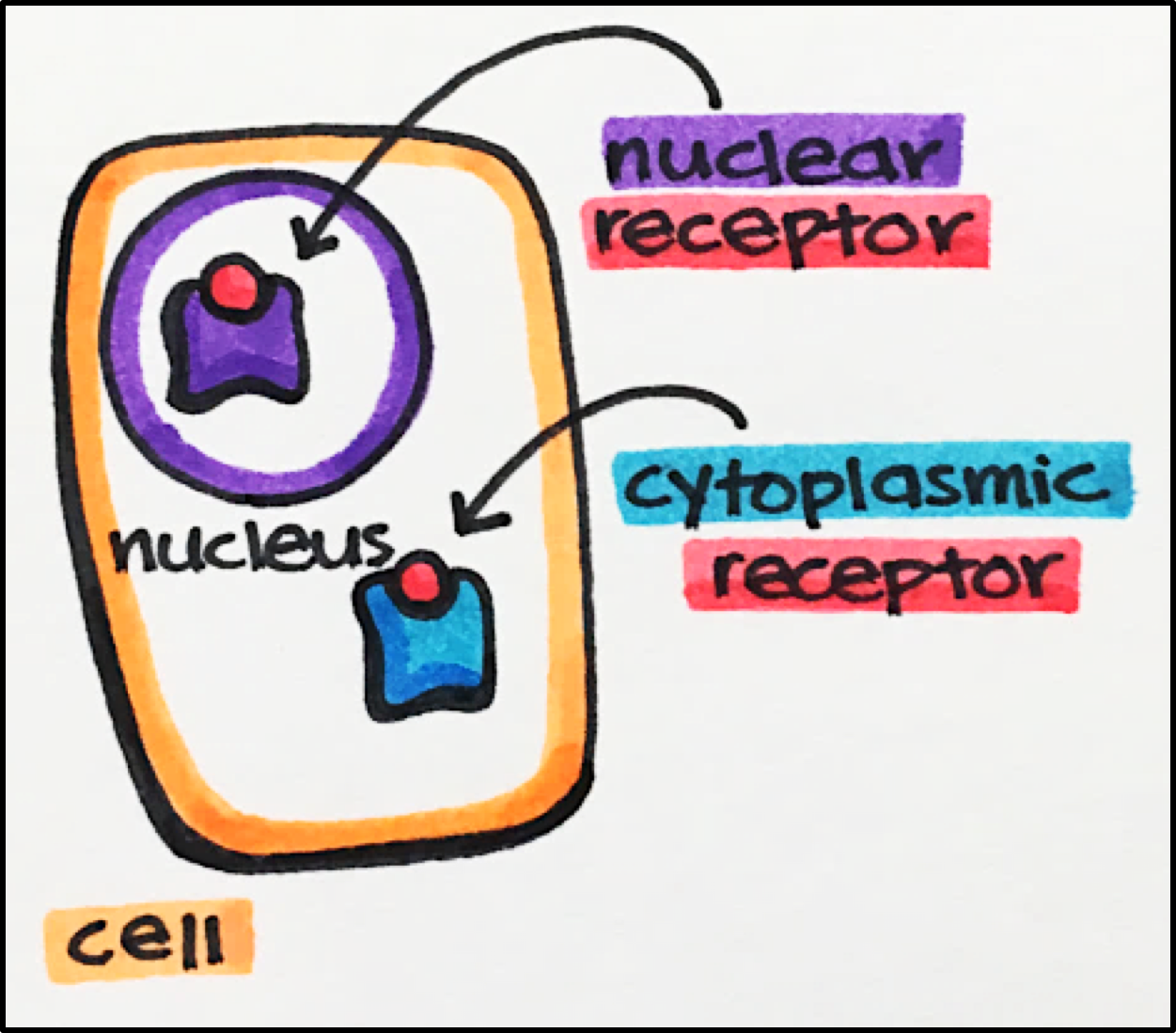 15. Nuclear Receptors – Principles of Pharmacology – Study Guide