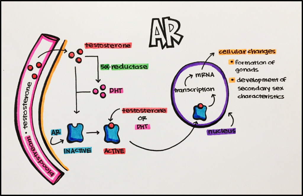 15. Nuclear Receptors – Principles of Pharmacology – Study Guide