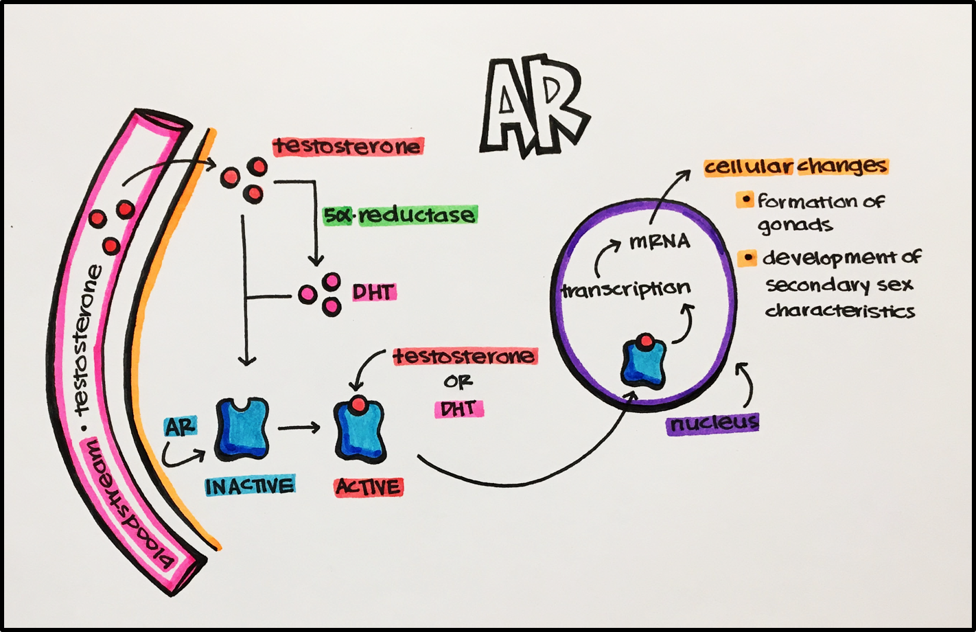 15-nuclear-receptors-principles-of-pharmacology-study-guide