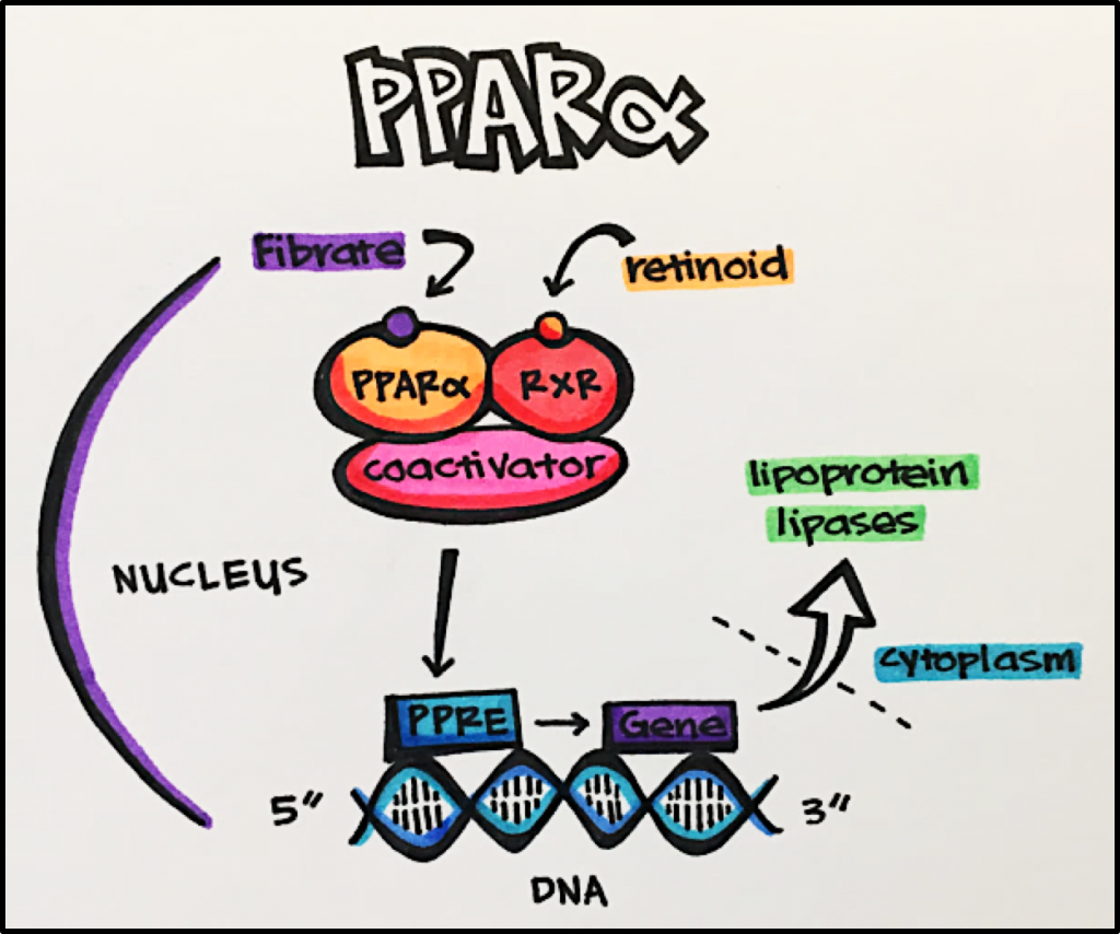 15. Nuclear Receptors – Principles of Pharmacology – Study Guide