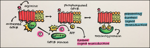 16. Receptor Regulation – Principles of Pharmacology – Study Guide