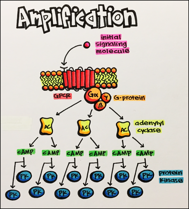 16-receptor-regulation-principles-of-pharmacology-study-guide