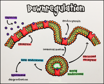 Up Regulation Vs Down Regulation