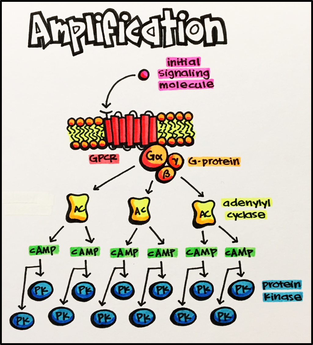 signal transduction pathway camp