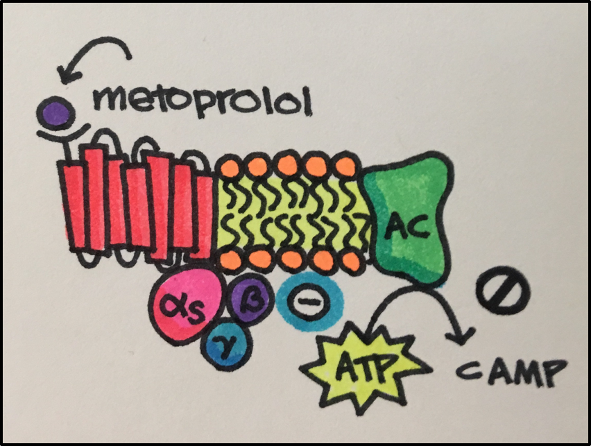 pharmacology essay structure