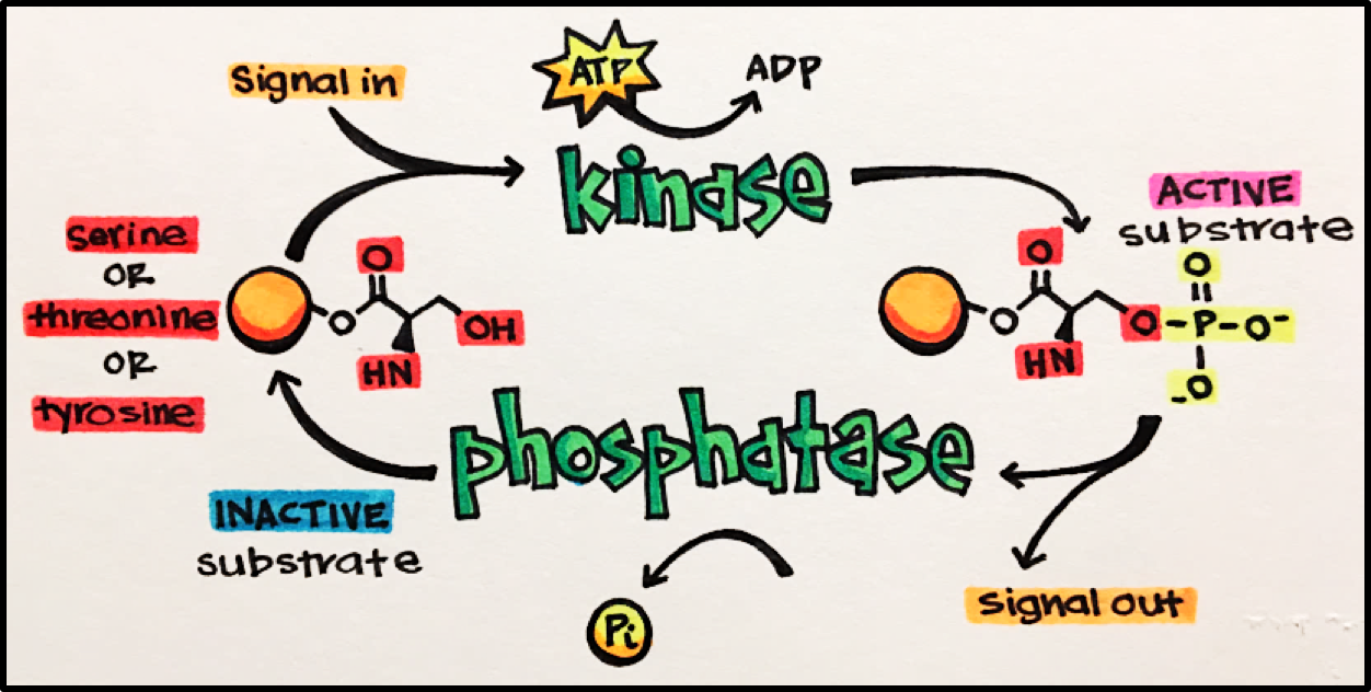 Enzyme-Linked Receptors