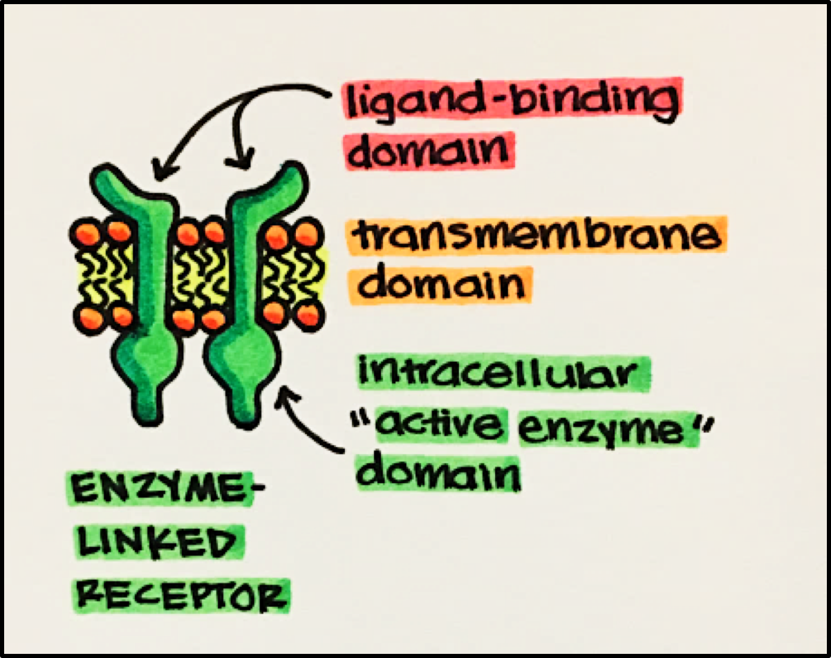 Enzyme-Linked Receptor