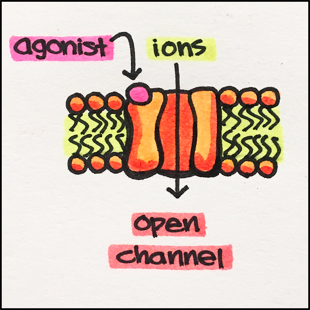 17. Ion Channels – Principles of Pharmacology – Study Guide