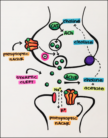 17. Ion Channels – Principles of Pharmacology – Study Guide