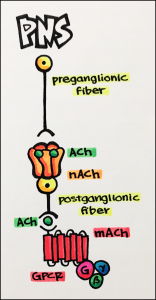 17. Ion Channels – Principles Of Pharmacology – Study Guide