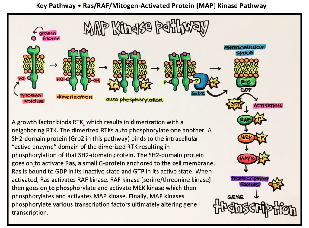 Ligand Binding to a Receptor Kinase Results in