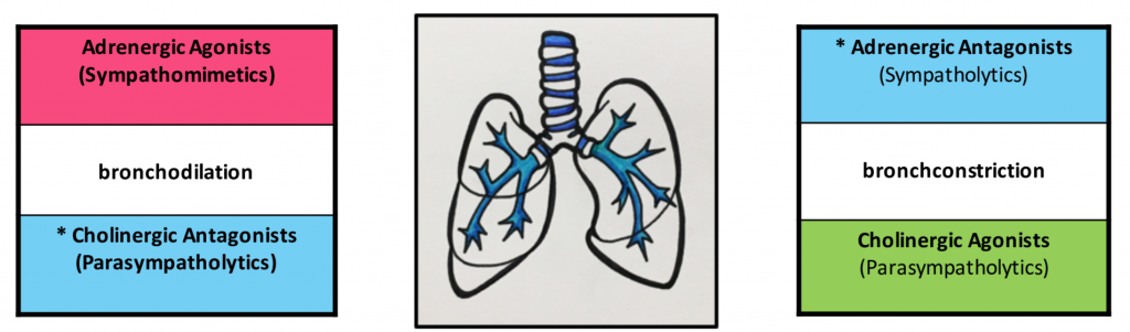 diagram of lungs