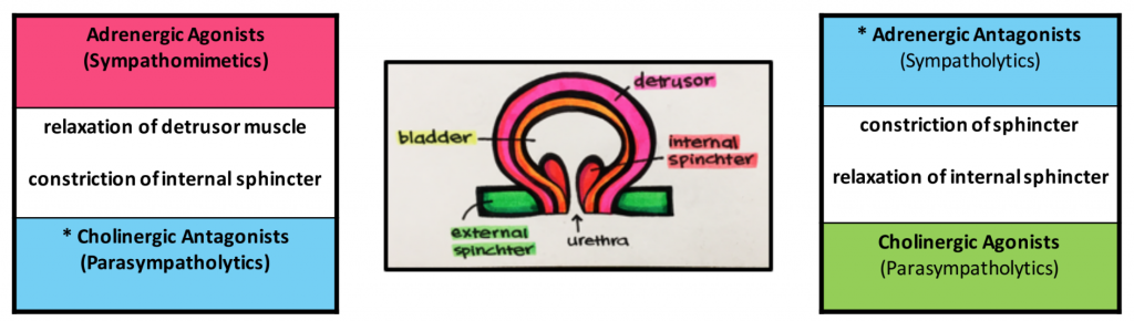 diagram of bladder