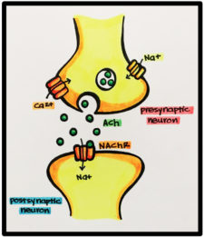 18. Agents and Actions of the Autonomic Nervous System – Principles of ...